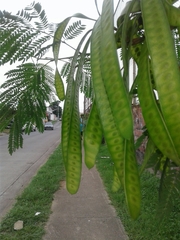 Leucaena leucocephala