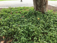 Acalypha herzogiana