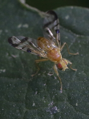 Acidia cognata