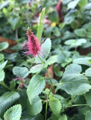Acalypha herzogiana