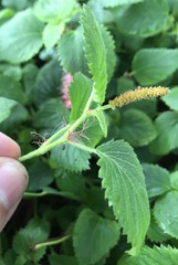 Acalypha herzogiana