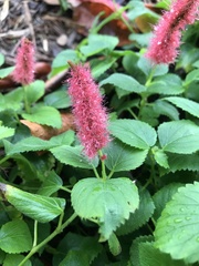 Acalypha herzogiana