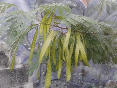 Leucaena leucocephala