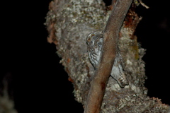 Glaucidium nana