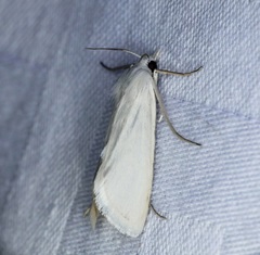 Scirpophaga praelata