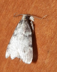 Acallis alticolalis