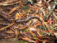 Yenyuan Stream Salamander photo 5