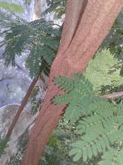 Leucaena leucocephala