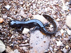 Yenyuan Stream Salamander photo 3