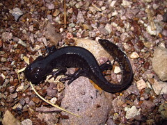 Yenyuan Stream Salamander photo 4