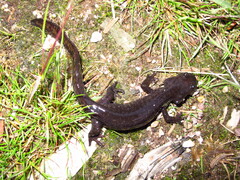 Yenyuan Stream Salamander photo 1