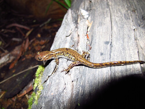 Yenyuan Stream Salamander