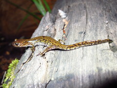 Yenyuan Stream Salamander photo 2