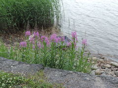 Chamaenerion angustifolium