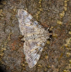 Dysallacta negatalis
