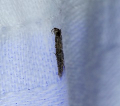 Metharmostis multilineata