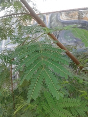 Leucaena leucocephala