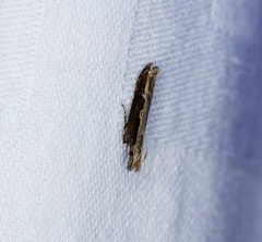 Hypatima spathota