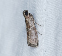 Indomyrlaea ferreotincta