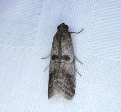 Indomyrlaea ferreotincta