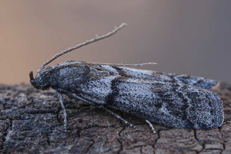 Euzophera mirumella