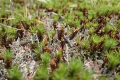 Cladonia vulcani
