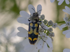 Castiarina oblita