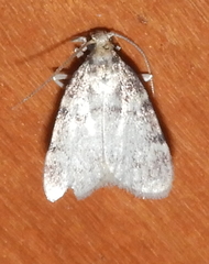 Acallis alticolalis