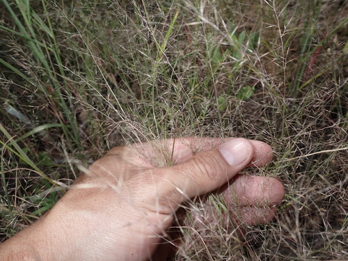 Muhlenbergia microsperma observed 2025-03-20