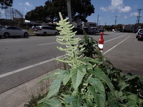 Amaranthus dubius observed 2025-03-20