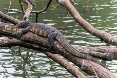Varanus salvator salvator