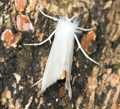 Scirpophaga praelata