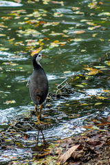 Amaurornis phoenicurus