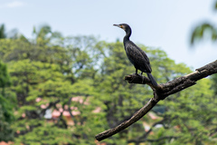 Phalacrocorax carbo