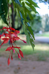 Amherstia nobilis