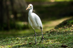 Bubulcus ibis