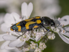Castiarina oblita