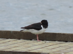 Haematopus ostralegus