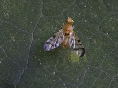 Acidia cognata