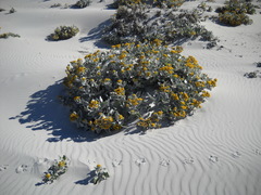 Senecio candidans
