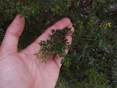 Dodonaea humilis