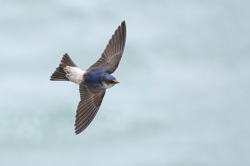 Tree Martin (Petrochelidon nigricans), photo 10
