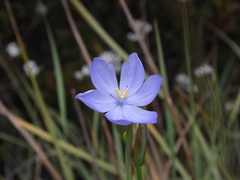 Orthrosanthus multiflorus