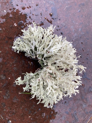 Ramalina intermedia