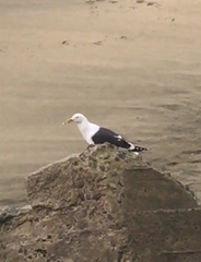 Larus dominicanus