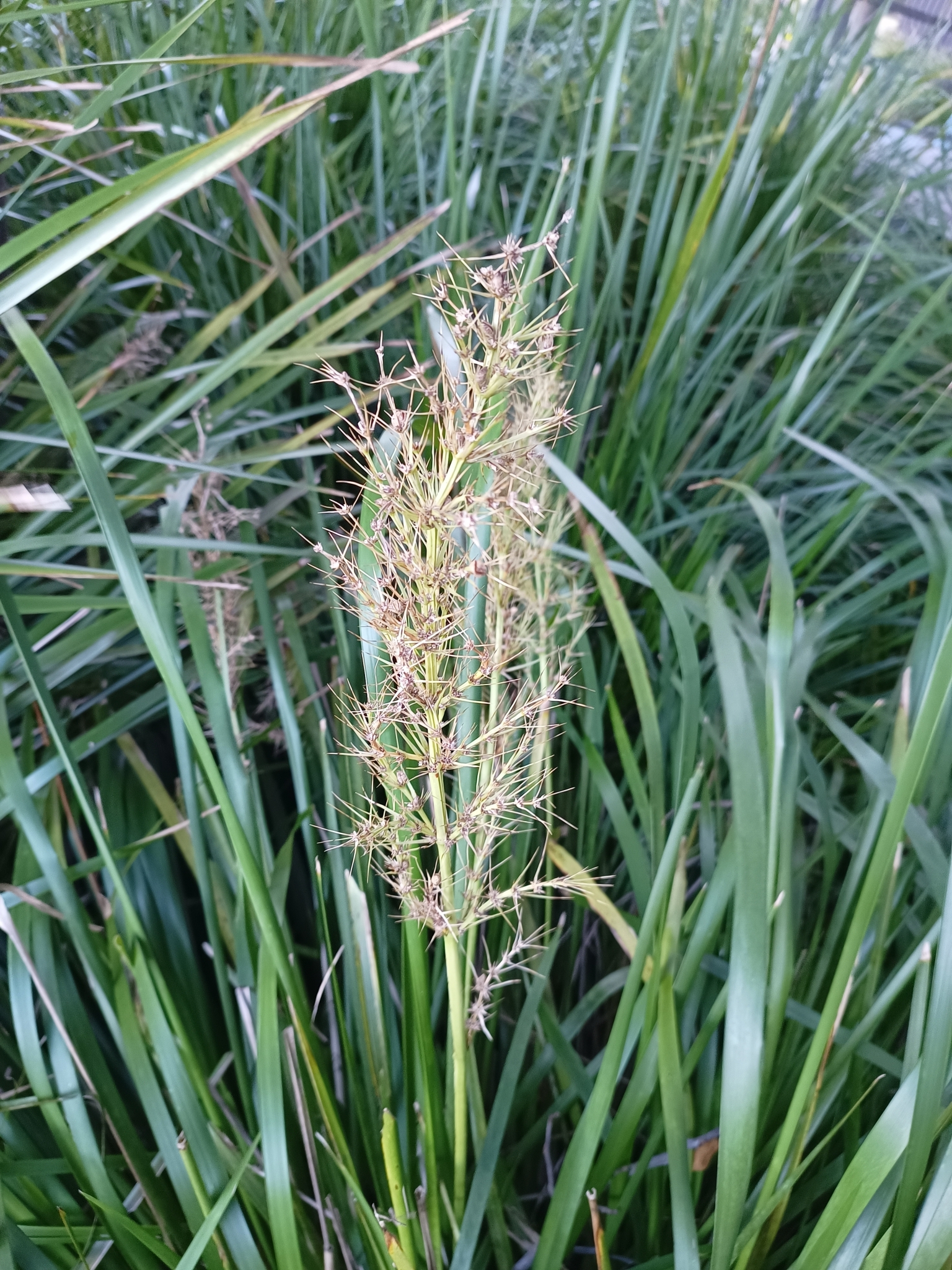 Imagem de Capim-amarillo