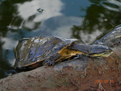 Phrynops geoffroanus