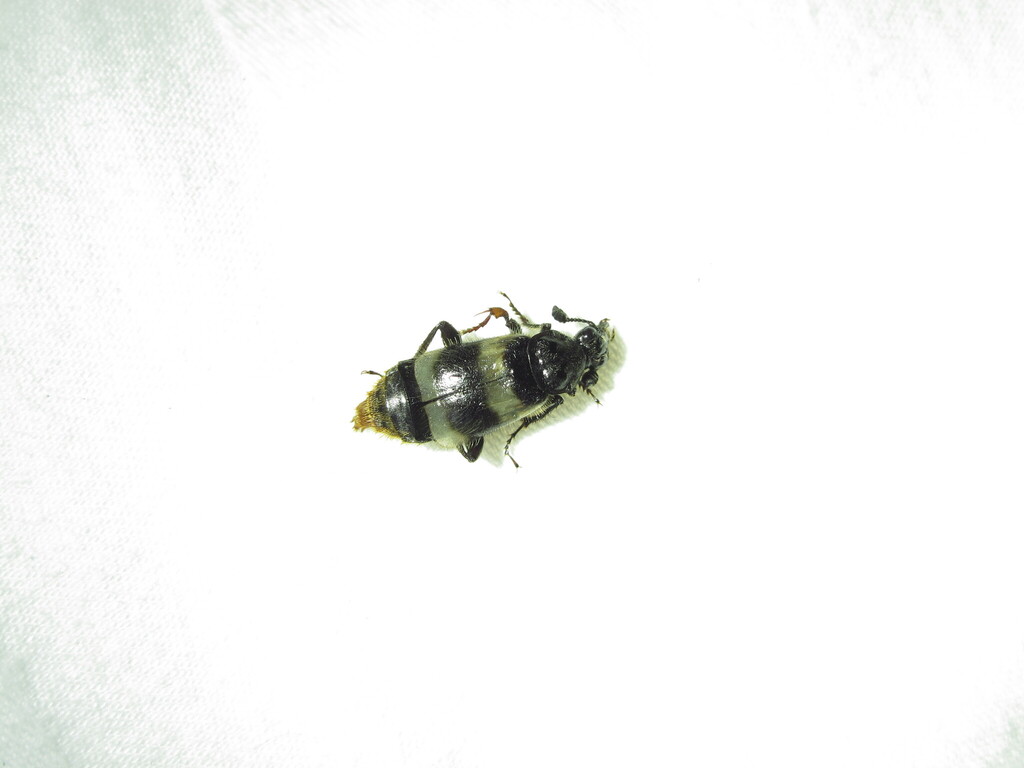 Nicrophorus smefarka