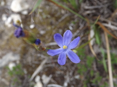 Orthrosanthus multiflorus