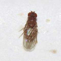Drosophila repleta
